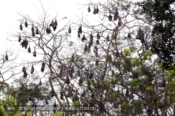 水果蝙蝠；Megabat