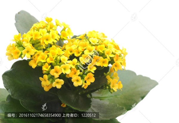 花長(zhǎng)壽花