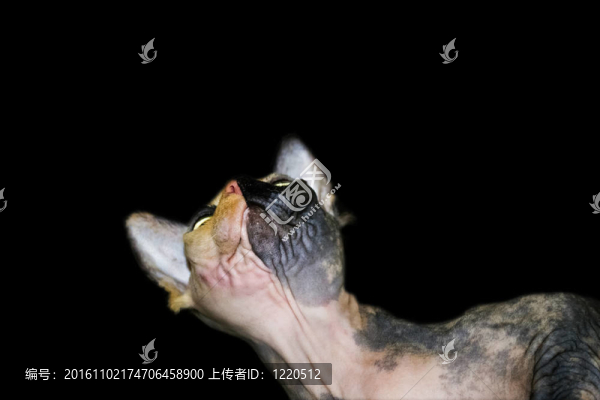 貓?zhí)ь^