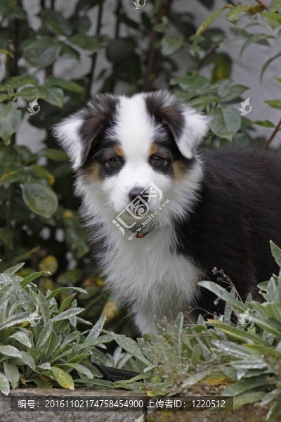黑白棕色澳洲牧羊犬