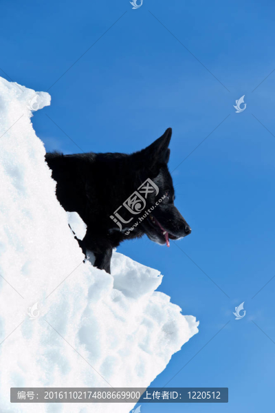 白雪上的黑狗