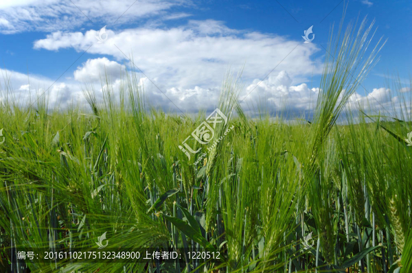 軟光場