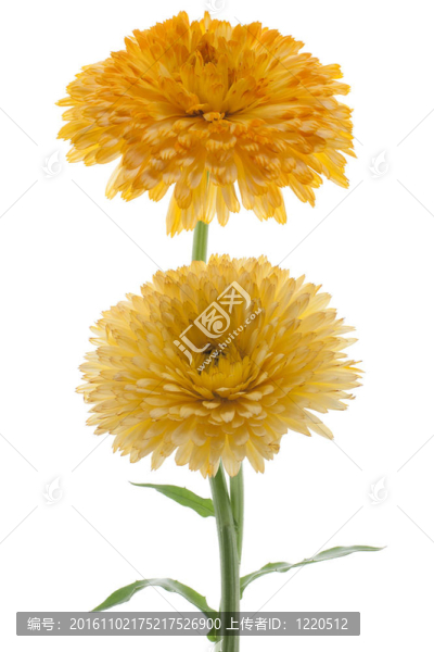 金盞花