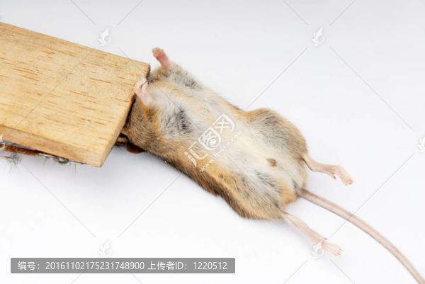 捕鼠器