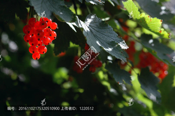 醋栗