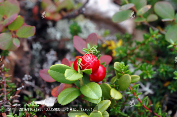 小紅莓/,tytteb