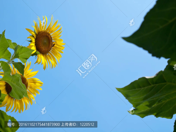 向日葵自然框架