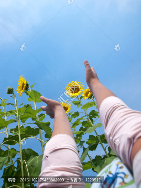 達(dá)到了向日葵