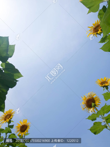 向日葵自然框架