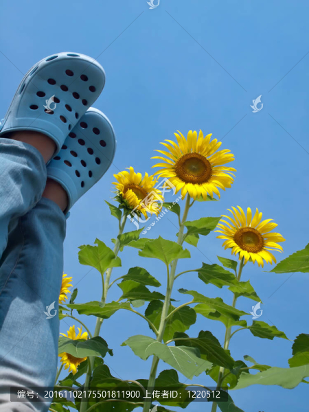 向日葵站在天空