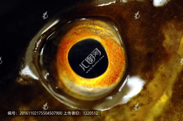 魚眼