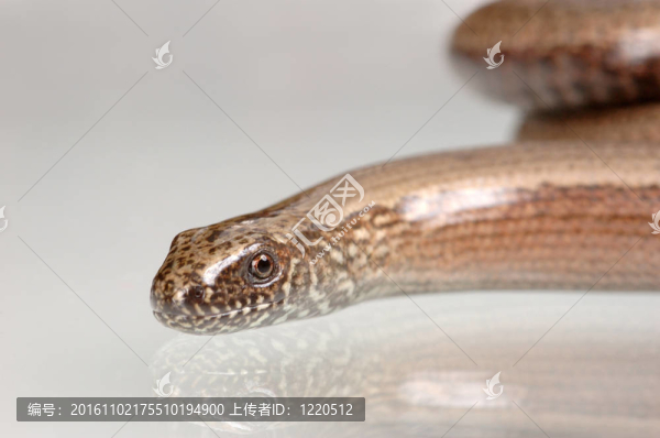 蛇（Anguis,fragilis）
