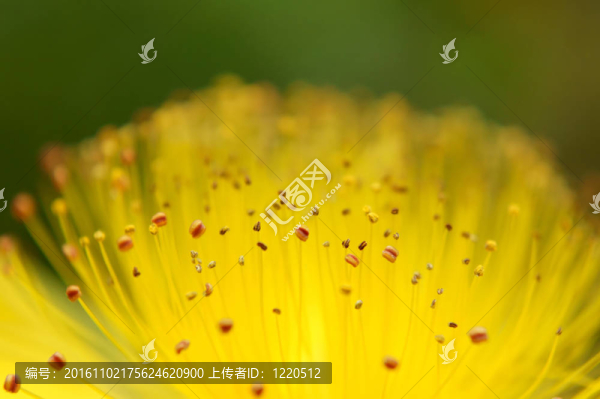 一朵黃色的雄蕊（特寫）。
