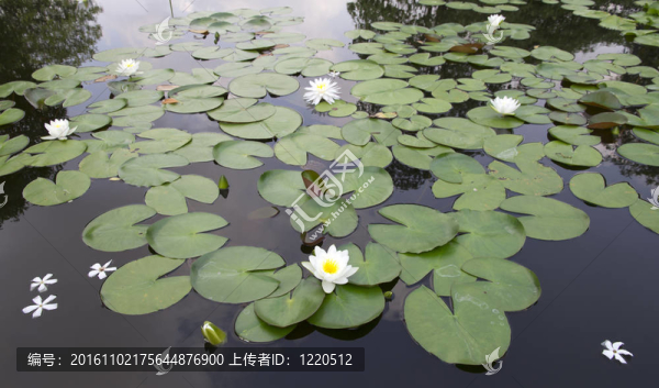 蓮花
