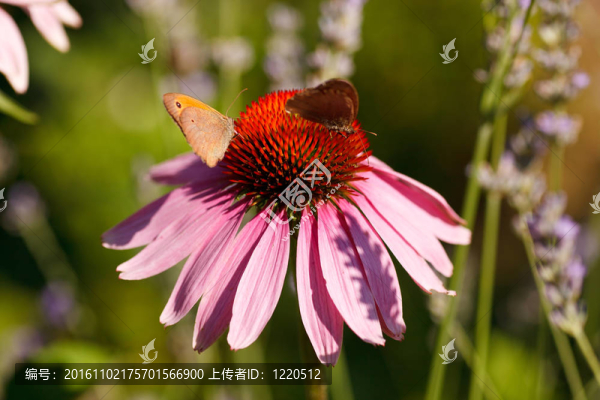 對(duì)紫錐花蝴蝶