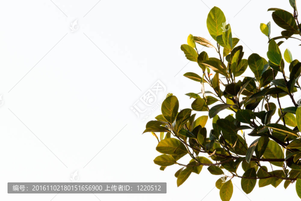 綠色的葉子
