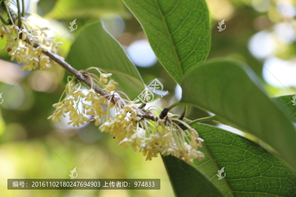 桂花
