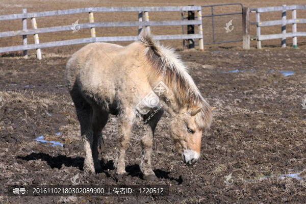挪威峽灣馬