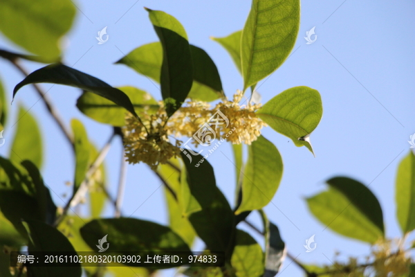桂花