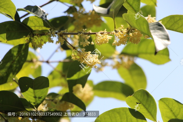 桂花