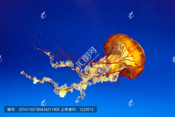 橙色鐘形水母