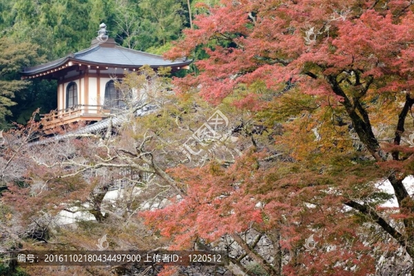 ryuanji寺秋色