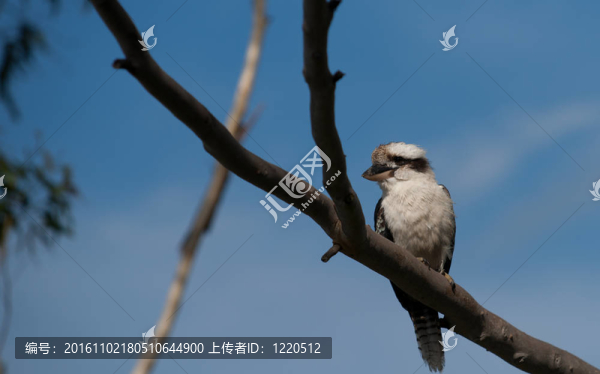 笑翠鳥在樹。