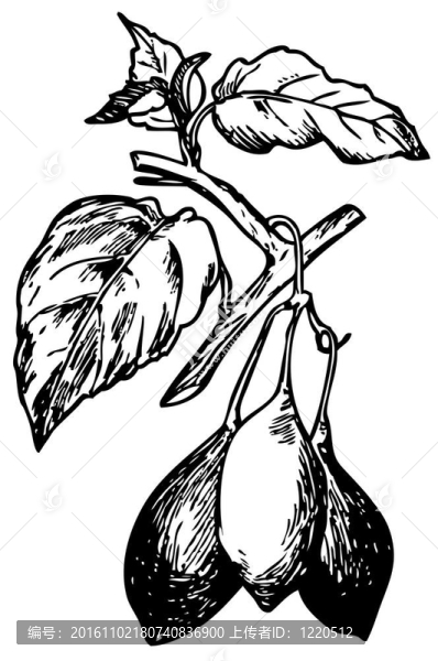 番茄（Cyphomandra,betacea）