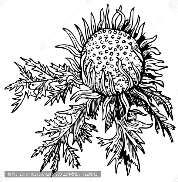 Stemless,carline（Carlina,acaulis）
