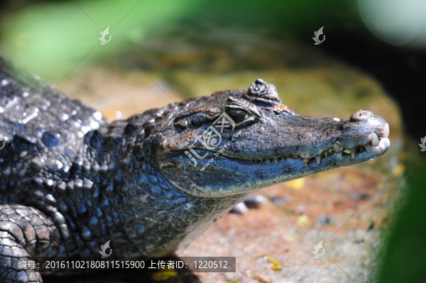 鱷魚