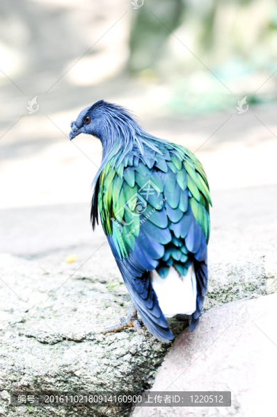 尼科巴鴿子