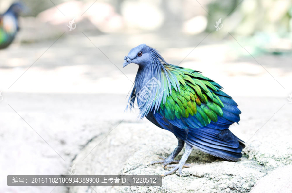 尼科巴鴿子