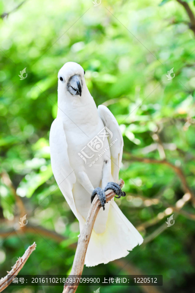 小葵花鳳頭鸚鵡