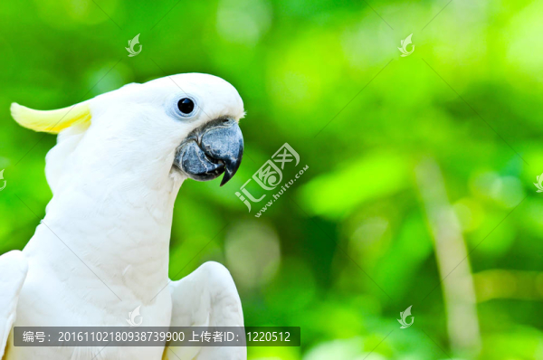小葵花鳳頭鸚鵡
