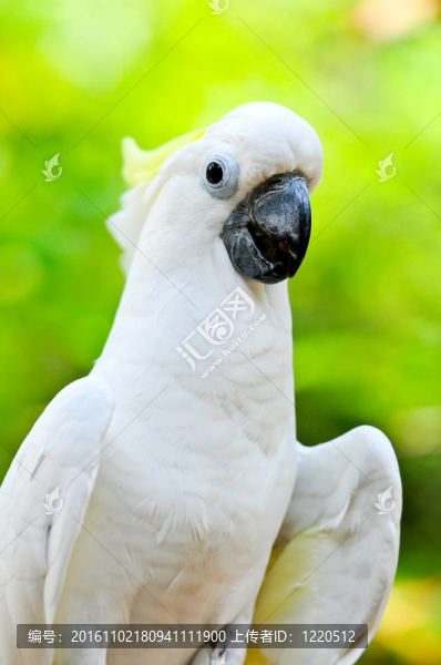 小葵花鳳頭鸚鵡