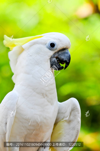小葵花鳳頭鸚鵡