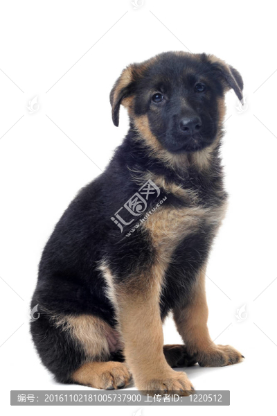 小狗的德國牧羊犬