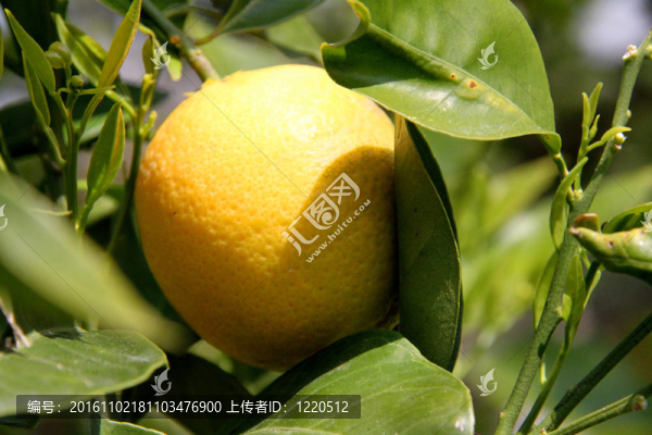 檸檬樹(shù)上的檸檬