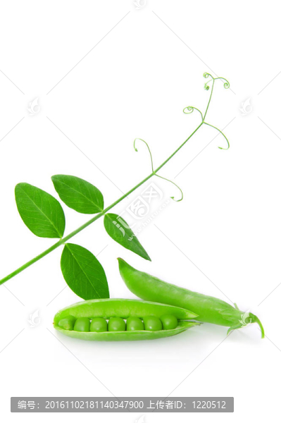 綠色的豌豆