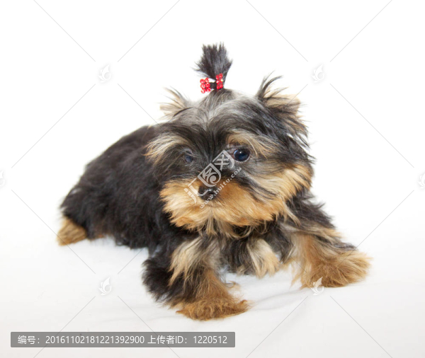 pupyy約克郡梗