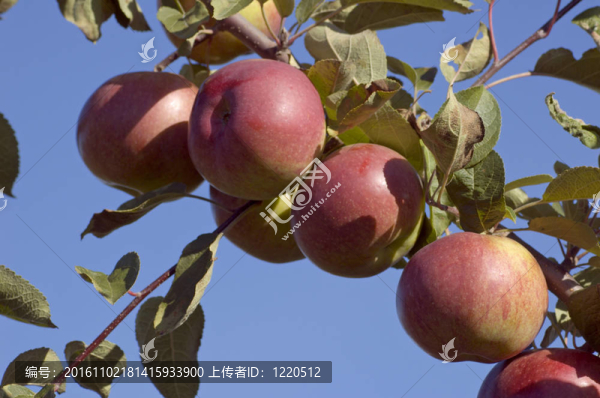 蘋果