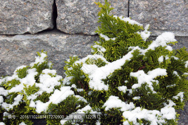 雪松