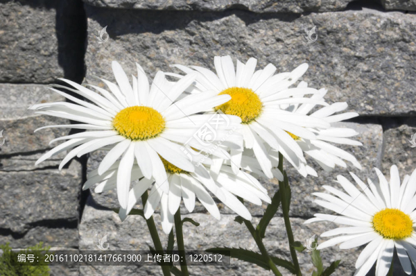 大濱菊