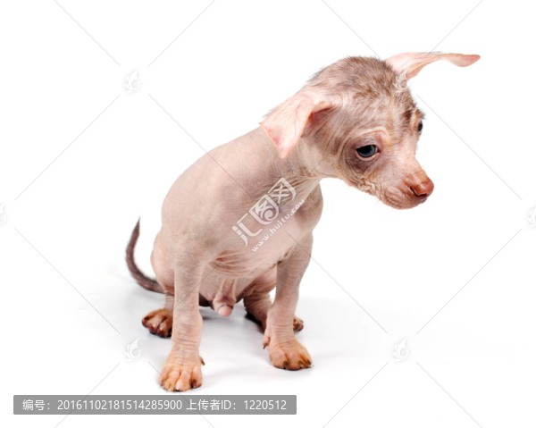 中國冠毛犬幼犬