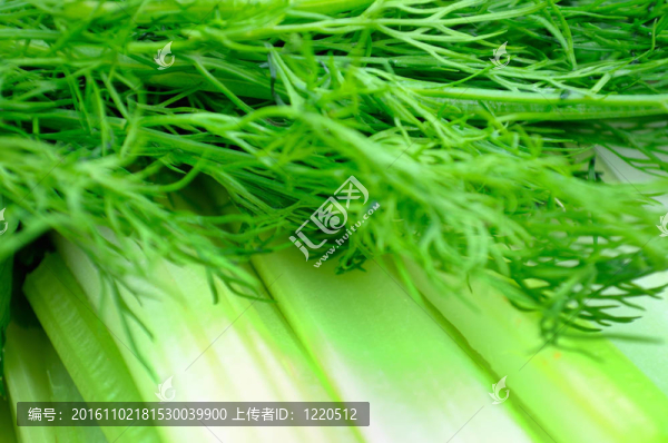 素食者的背景