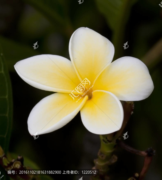 特寫宏黃白雞蛋花的細節(jié)