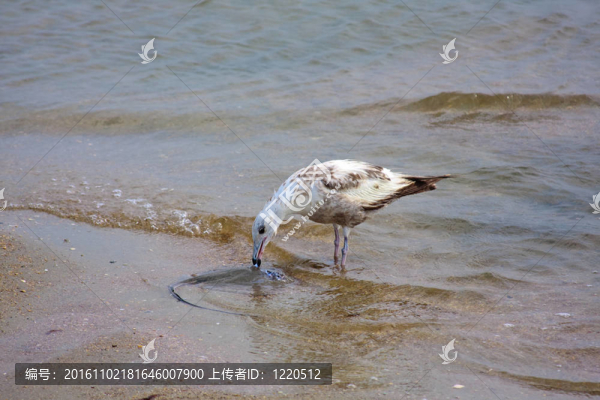 海邊的海鷗