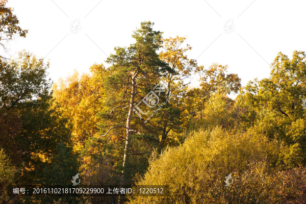 美麗的風(fēng)景。森林的邊緣
