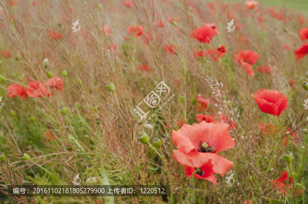 在罌粟花的田野