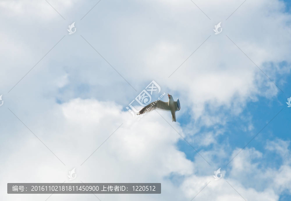 海鷗的天空